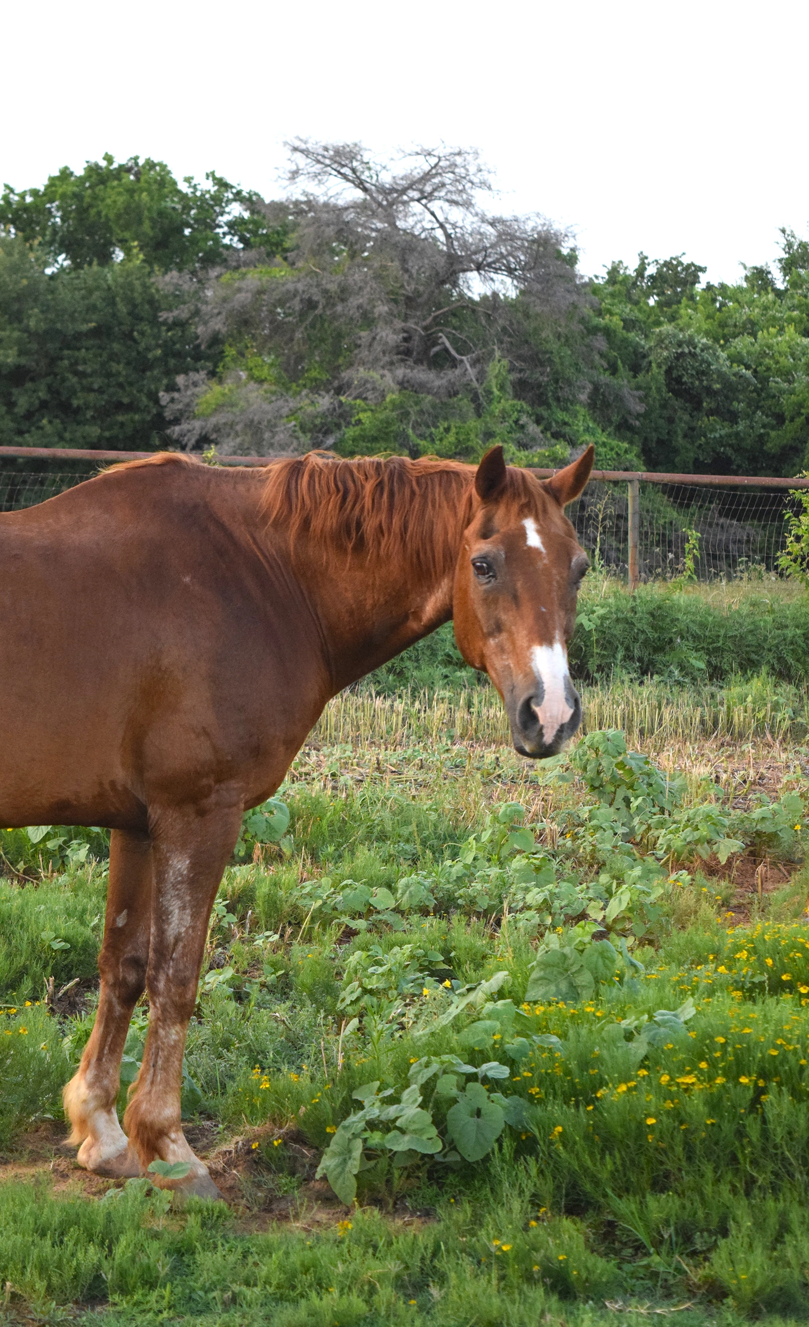 Cook the Horse