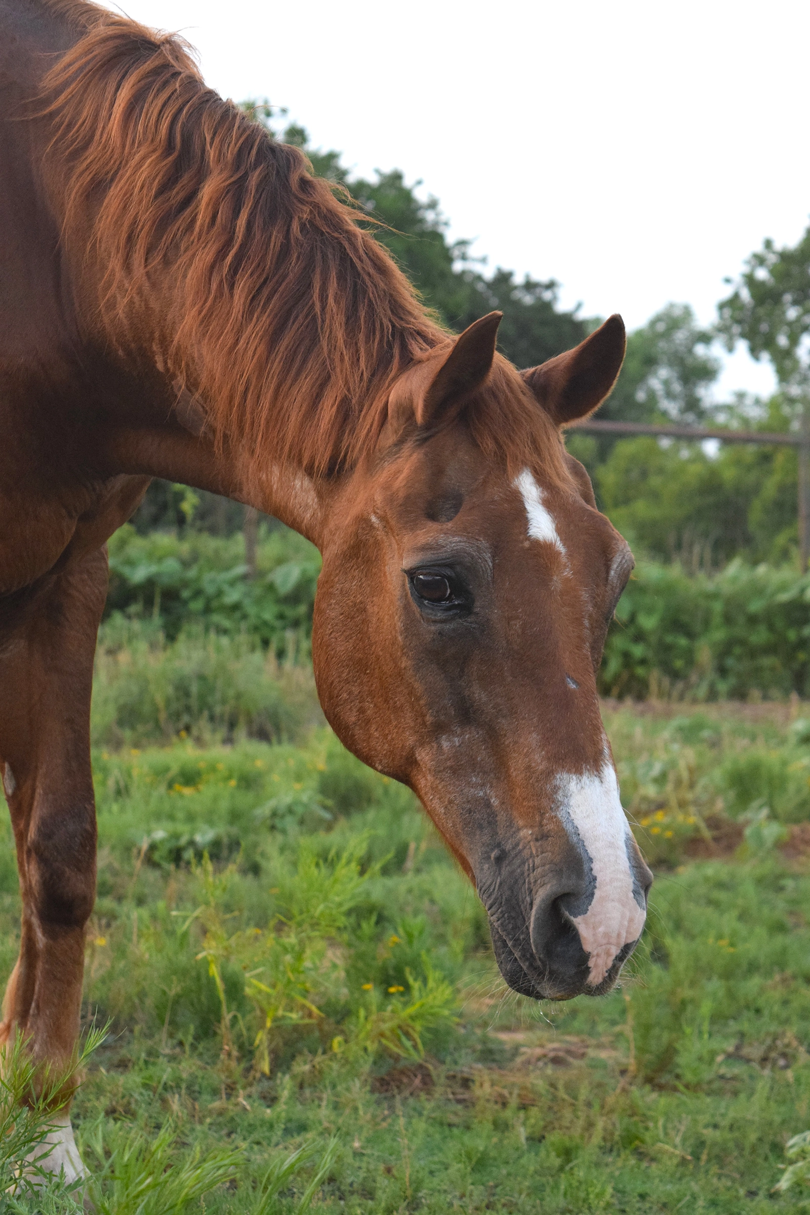 Horseback riding