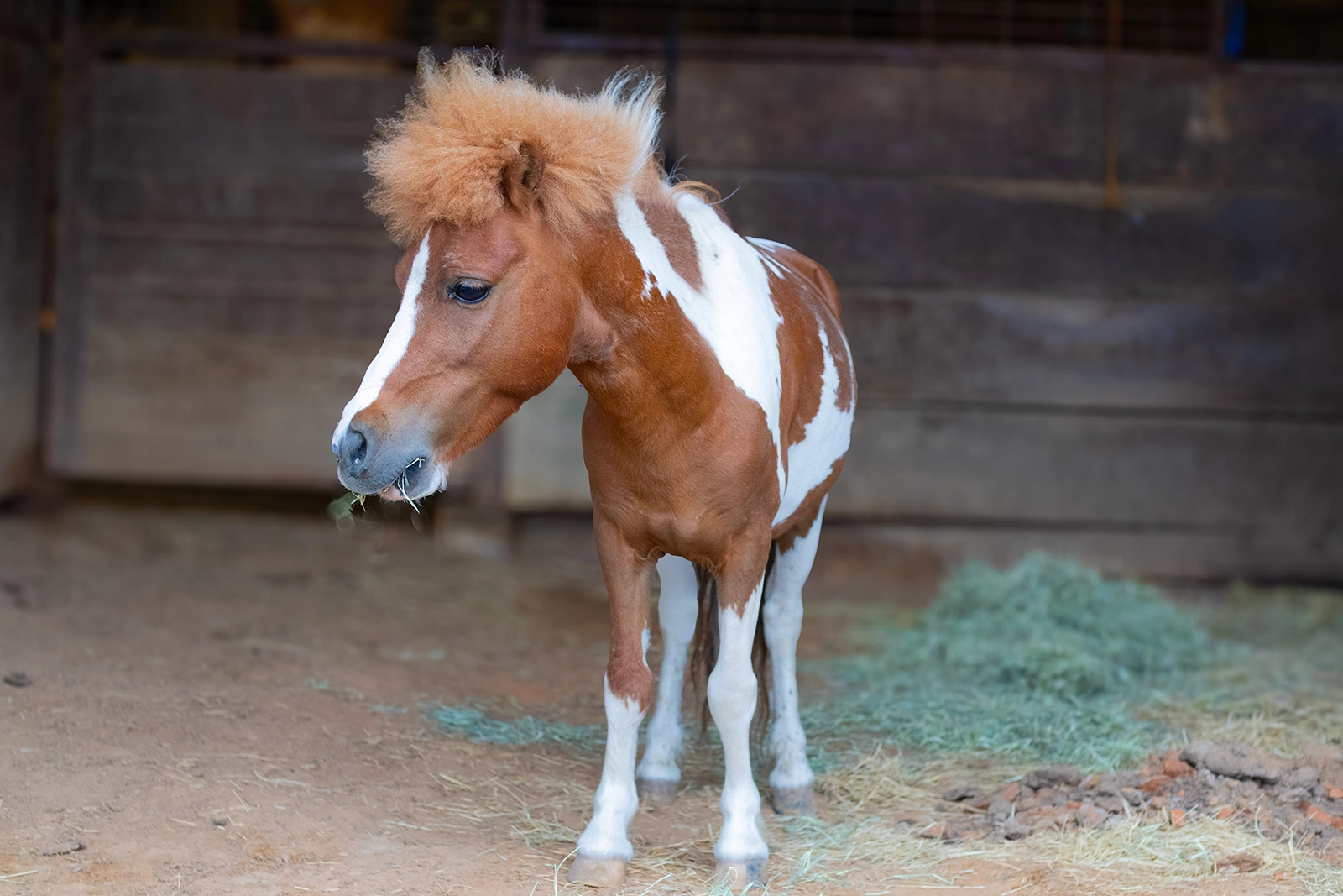 Snickerdoodle the mini horse!